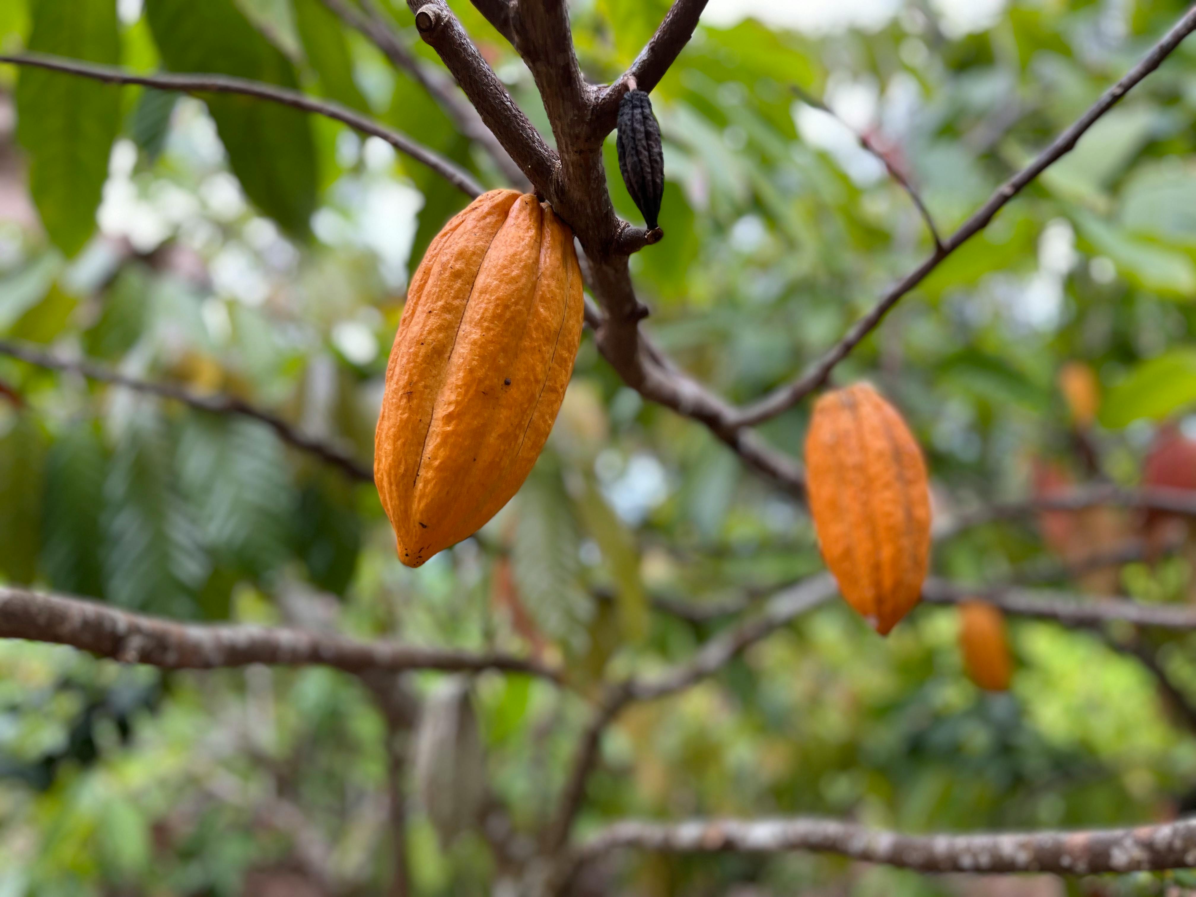 Cacao premium