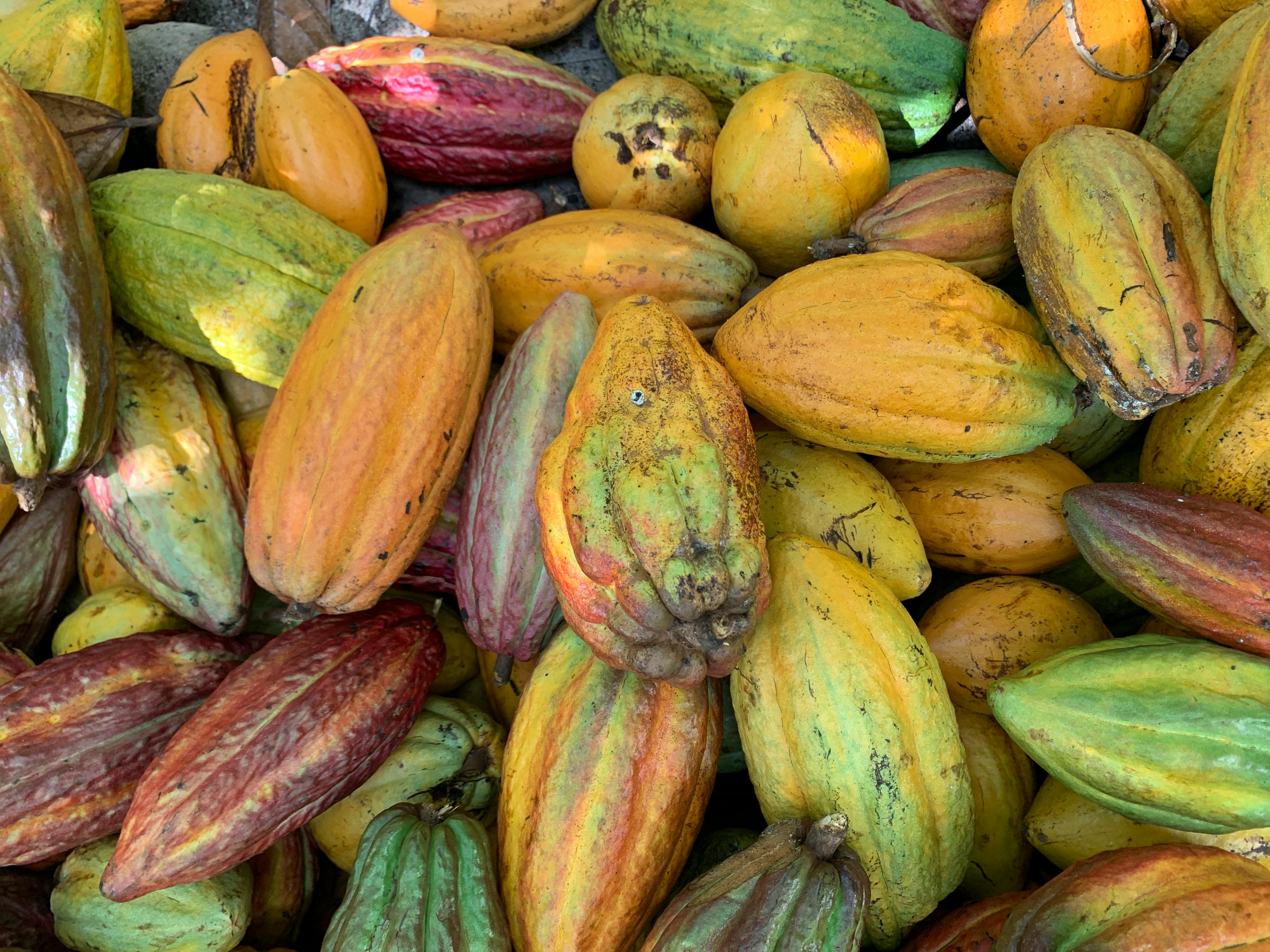 Cacao convencional