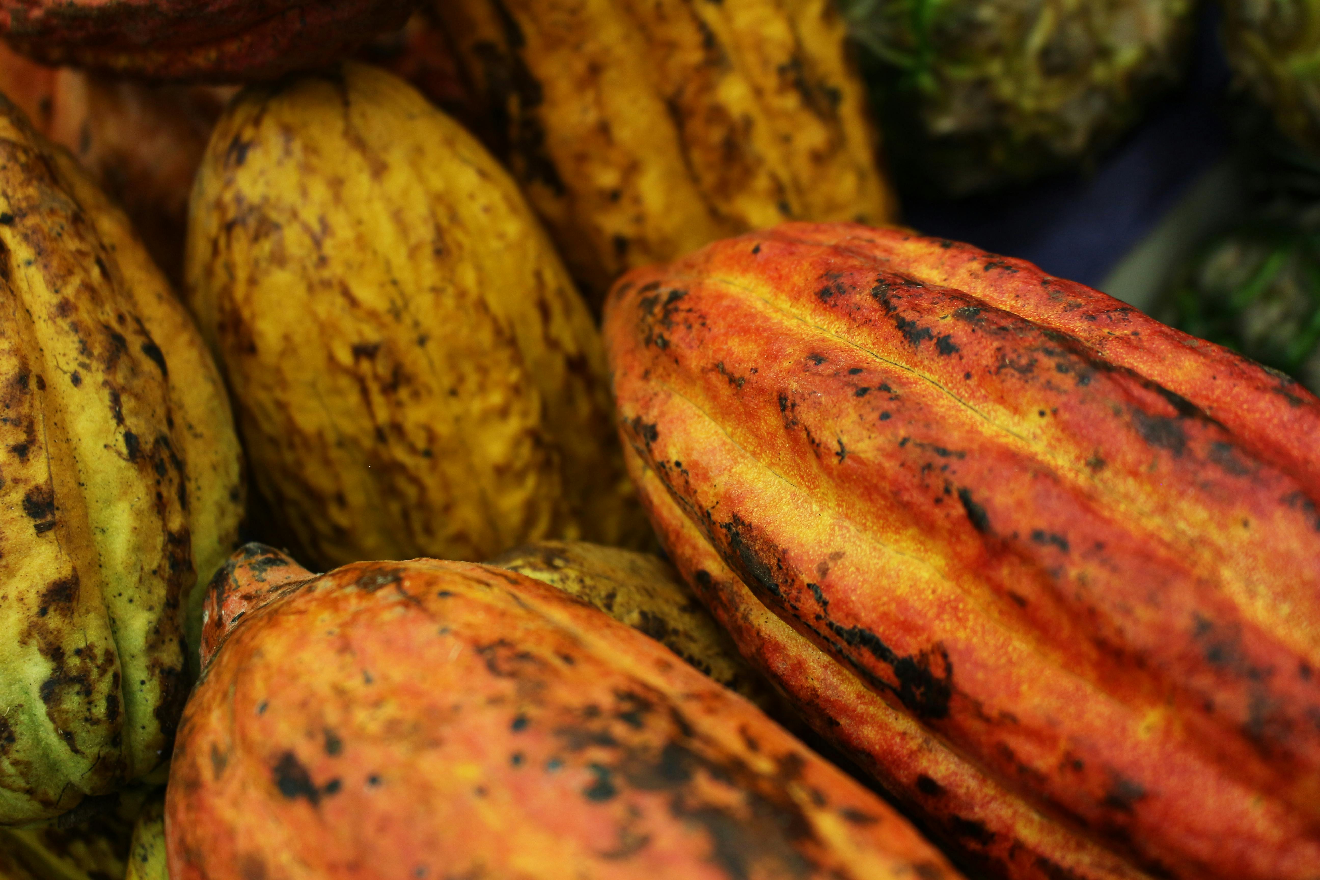 Cacao certificado