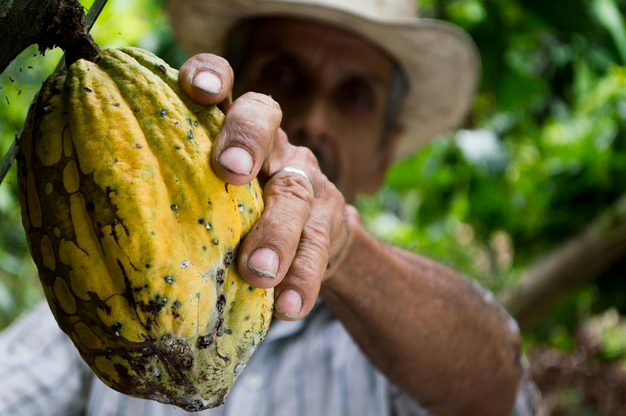 Cacao en proceso de exportacion